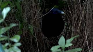 Male Satin Bowerbird [upl. by Nilam370]