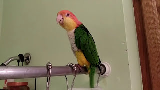 Ollie the Caique Singing in the Shower [upl. by Virgina977]