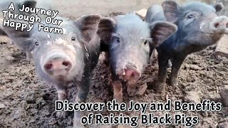 Discover the Joy and Benefits of Raising Black Pigs A Journey Through Our Happy Farm [upl. by Assil258]