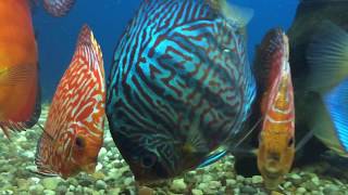 Discus fish sales  Uk largest selection of discus [upl. by Blisse]