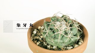 サボテン『象牙丸』Coryphantha elephantidens [upl. by Mcneil]