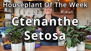 Ctenanthe Setosa  Houseplant of the Week [upl. by Vivyanne]