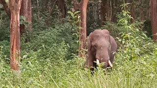 Tusker  Nagarahole [upl. by Derr]