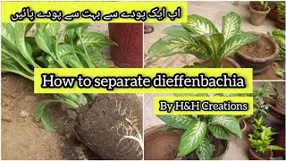 How to propagate Dieffenbachia By separation Method Grow so quickly with This Technique [upl. by Lochner]