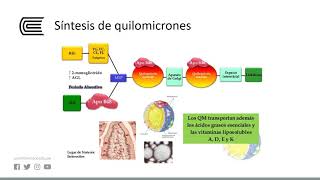 Metabolismo de los lípidos [upl. by Bailar]