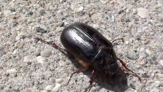 May Beetle Scarabaeidae Phyllophaga Locomotion [upl. by Herbie]