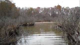 Wading in Second Creek Waterfowl Impoundment in Lacrosse Waders [upl. by Tnirb176]