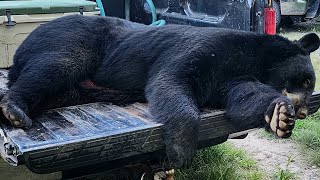 Dans 400lb Black Bear  2024 Bear Season  Wisconsin Bear Hunting [upl. by Barbabas]