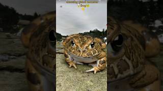 Amazing Gland monster frog🐸🤯😱on google earth and google maps earthmapsviralshort [upl. by Wirth]