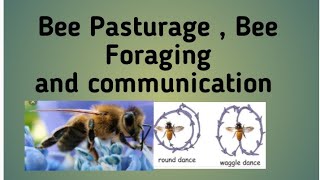 Bee Pasturage  Bee Foraging and Communication 🐝🐝  Hindi Explanation [upl. by Griffy316]