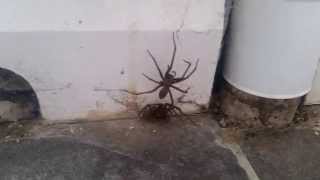 Huge Mating Spiders in UK [upl. by Miuqaoj]