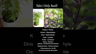 biologicalclassification of tulsi taxonomy [upl. by Tterab573]