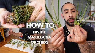 How to Divide Maxillaria Orchids [upl. by Xylon118]