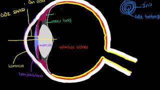 Gözün Yapısı Sinir Sistemi Fizyolojisi Psikoloji  Çevreyi Algılama [upl. by Oremar596]