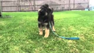 German Shepherd Puppy Barking [upl. by Eelinnej]