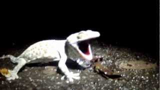 tokay gecko in thailand barking [upl. by Guenzi298]