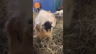 Cute Abyssinian guinea pig 🐹 youtubeshorts viral breed [upl. by Kym]