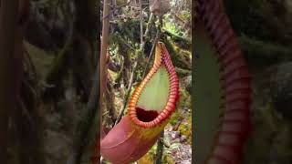 This is amazing nepenthes macrophylla in its natural habitatshortvideo shorts subscribe [upl. by Anha474]