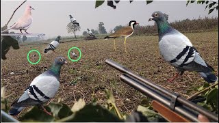 Birds hunting with airgun perfect shots [upl. by Imhskal972]