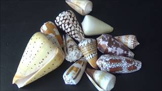 Introduction to cone shells [upl. by Popper]