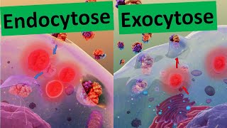 Endocytose Exocytose Membranfluss Stofftransport durch die Biomembran  Biologie Oberstufe [upl. by Idieh]