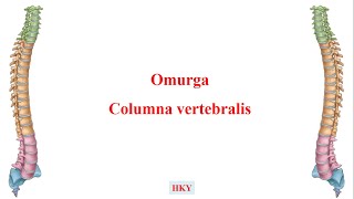 2 Columna Vertebralis Omurga [upl. by Garzon]