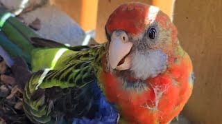 ReSCUiNG aN EASTERN ROSELLA PARROT iN OuR GaRDeN🦜talkinggalahparrottalksbirdlovers [upl. by Welford260]