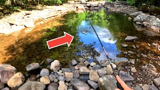 This Dry RIVER Had Gorgeous Fish Living in it [upl. by Arriaes321]