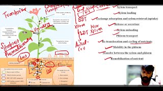 Mineral nutrients Transport in Plants Long Distance Pathway [upl. by Eikin170]