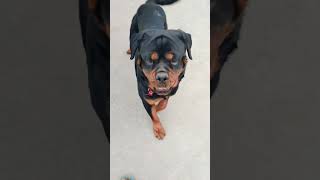 Rottweiler dog Jiske pass Roadways se pange mat lena [upl. by Ettenwahs108]