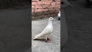 Sentient tulsi channi pet ne egg de diya pigeon minivlog kabootar pets birds pet petsvlog [upl. by Aicilf]