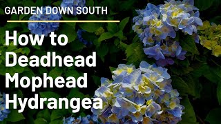 How to Deadhead Mophead Hydrangea [upl. by Yeslah]