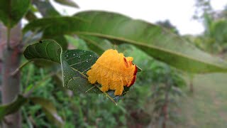 Monkey Slug Moth caterpillars are so cool Phobetron hipparchia [upl. by Allertse]