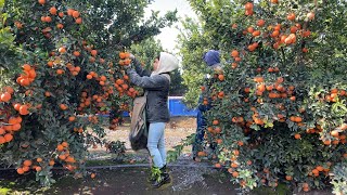 INCREÍBLE COSECHA DE MANDARINA POR CONTRATOESTE AÑO SE DIO MUCHÍSIMA FRUTA AMAZING TANGERINE [upl. by Fayola]