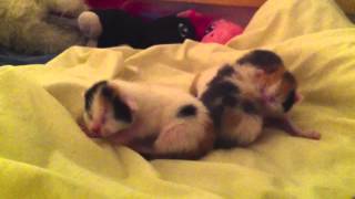 Nyfødte kattunger 1 uke gamle  newborn kittens only one week old [upl. by Yarazed]