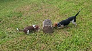 Homeboyz Hunting Club with DHMCDANIEL Rabbit Tracker Kennel [upl. by Bassett]