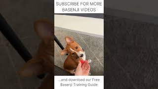 Basenji Says quotNOquot 🐕 Basenji Dog Training 🐕 How to train your Basenji Puppies Free Guide [upl. by Elyak]