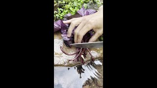 Sweet Potato Leaves Rural Food Fresh Picking Gift of Nature New Farmers Plan 2024 [upl. by Strephonn]