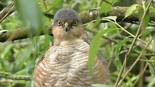 👀 SPARROWHAWK Calling with Kill  Accipiter nisus [upl. by Natka]