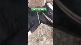 Actinomycosis in cow cow VetRamiAwwad RangrezzDairyfarm VetSurgery vetshorts shorts 🤭🌺 [upl. by Eenel]