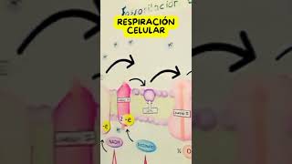 Fosforilación oxidativa Descarga el PDF para pintar y recortar biologia ciencia biology [upl. by Ney135]