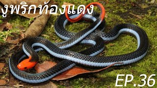 Ep36 Snakes of Thailand  งูพริกท้องแดง Blue Coral Snake [upl. by Benyamin]