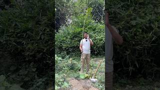 3 years old mango 🥭 Tree treechallenge planttrees plantatree 🌳 planted by Trees plants info [upl. by Four]