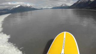 Turnagain Arm Boretide SUP Surfing in Alaska [upl. by Barrington]