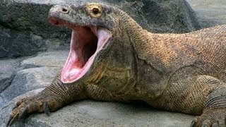 SPOTLIGHT The Komodo Dragon — Worlds Largest Living Lizard  Encyclopaedia Britannica [upl. by Petes]