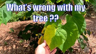 Whats wrong with my tree  Ambrosia Beetle gardenvlog [upl. by Esnahc]