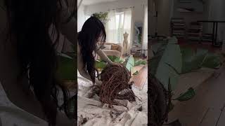 Huge Plant Repotting shorts shortsvideo plants [upl. by Annahsed]