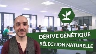 Dérive génétique  comprendre la sélection naturelle  SVT  TS  digiSchool [upl. by Meerek]