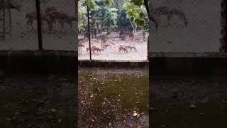 Barasingha Swamp Deer a beautiful deer species native to the Indian subcontinentnature [upl. by Bil663]