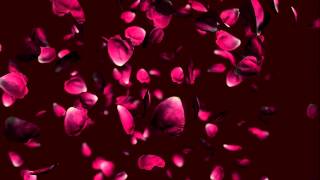 Free wedding falling rose petals animation background [upl. by Tterraj]